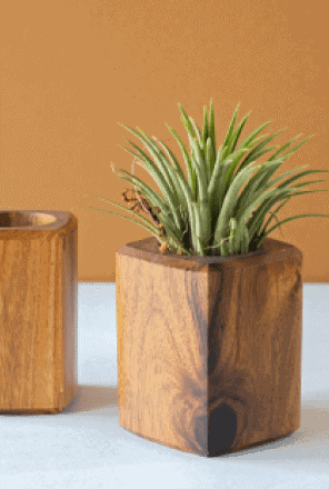 Large Dracaena Marginata